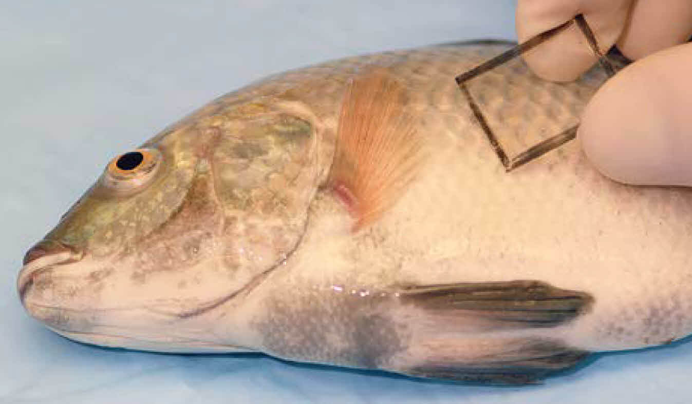  روش نمونه برداری از پوست و آبشش ماهی جهت بررسی انگل های خارجی در آزمایشگاه رویان پژوه کاوش پویا