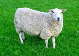  آزمون های گوسفند و بز