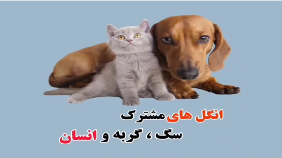 انگل های مشترک سگ، گربه و انسان